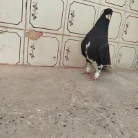 کبوتر|پرنده|شیراز, ستارخان|دیوار