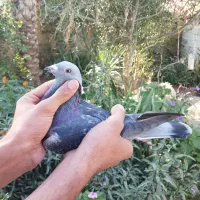 بتنبرگ نر خون خالص هزار نشسته