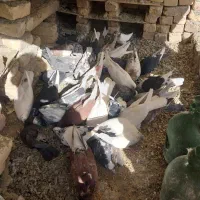 کبوتر فروشی