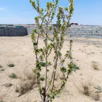 زمین باغی دور دیوار درب ۳/۵متری با درخت ۶ساله|فروش زمین و ملک کلنگی|مشهد, درزآب|دیوار