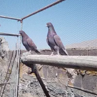 کبوتر پرشی  آس