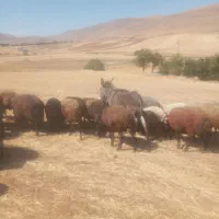 با سلام کره الاغ گله ای سالم وسرحال