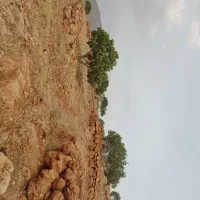 باغ انجیر ۱۰ کیلومتری نوایگان لایزنگان|فروش دفتر صنعتی، کشاورزی، تجاری|داراب, |دیوار
