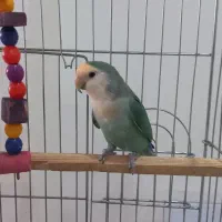 ۱ جفت سرحال طوطی کوتوله برزیلی