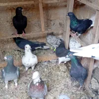 کبوتر پرشی
