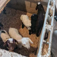 بره شیری سالم