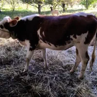 گاو اصیل ماده