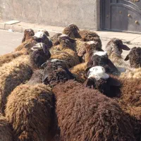 16راس گوسفند بره افشارجهت نگهداری
