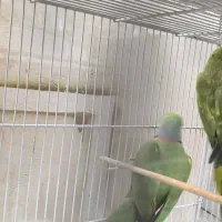 سلام شاه طوطی و ملنگو درجه یک|پرنده|خلیل آباد, |دیوار