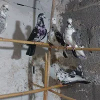 کبوتر کاشان