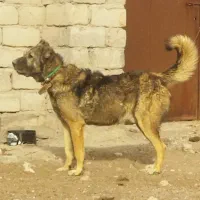 واگذاری سگ سرابی