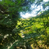 فروش ۲۰۰۰ متر زمین مسکونی در تازه آباد|فروش زمین و ملک کلنگی|بهنمیر, |دیوار