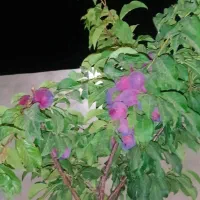 عرضه نهال با پایه کشت بافت