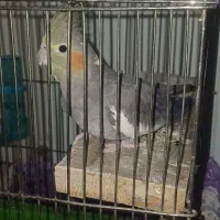 عروس هلندی ماده