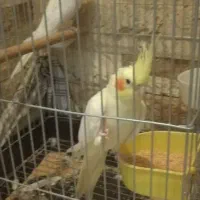 دو عروس هلندی ماده لوتینو