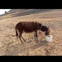 الاغ
