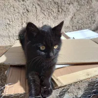 گربه مشکی بامزه وسالم