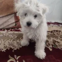 سگ شیتزو|سگ|سبزوار, شرق کال جنوبی (شمس آبادی)|دیوار