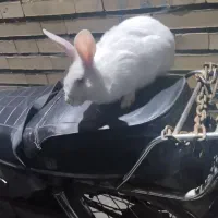 خرگوش سفید خانگی