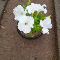 گل گل دار  عید  باغچه کاری