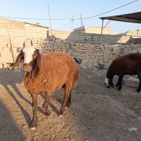 بره پرواری گوشتی نر وماده|حیوانات مزرعه|انبارآلوم, |دیوار