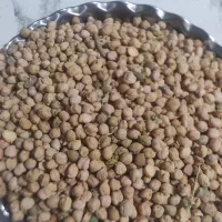 نخود فلافل قیمت خوب