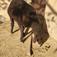 فروش بره قزل افشاری