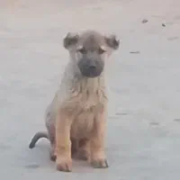 توله سگ دو نر