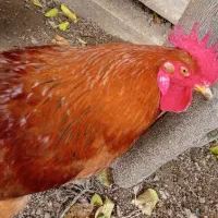 خروس محلی|حیوانات مزرعه|شیراز, میانرود|دیوار