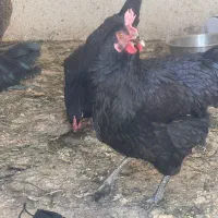 مرغ سیاه جوان