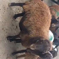 میش هترو شکم سوم