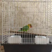 طوطی برزیلی با قفس