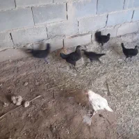 5عدد مرغ محلی