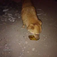 سگ بازی گوش پامر