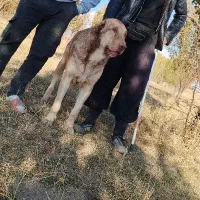 سگ عراقی|سگ|سجاس رود, |دیوار