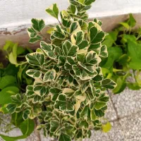 گل پتوس نئون خرفه ای