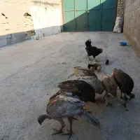 جوجه بوقلمون
