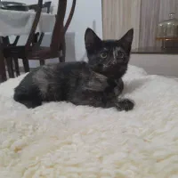 واگذاری ۳ بچه گربه نر و ماده|گربه|رشت, آتشگاه|دیوار