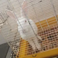 خرگوش چشم رنگی|موش و خرگوش|بندرعباس, |دیوار