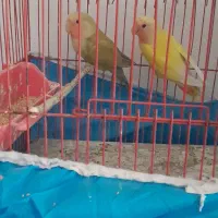 طوطی برزیلی|پرنده|پاکدشت, حصار امیر|دیوار