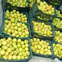 سیب|خوردنی و آشامیدنی|قوچان, |دیوار