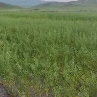 بذر دانه روغنی کاملینا