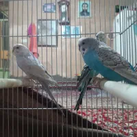 مرغ عشق|پرنده|اندیمشک, |دیوار