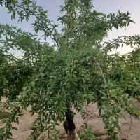 1875متر باغ بادام مامایی مثمر  نزدیک پل زمانخان