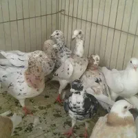 کفتر سارهفت رنگ