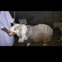 قوچ|حیوانات مزرعه|خاش, |دیوار