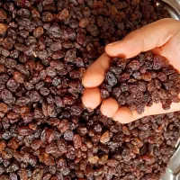 کشمش آفتابی و طلایی|خوردنی و آشامیدنی|قزوین, |دیوار