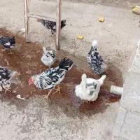 مرغ وخروس  گلین