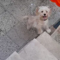 سگ مالتیپو|سگ|الشتر, |دیوار