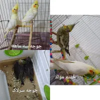 عروس هلندی مولد